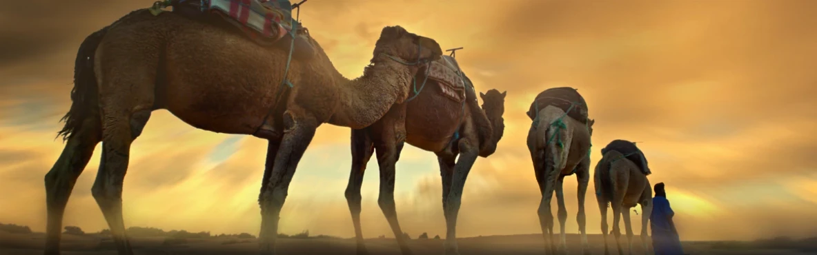 Day Trip to the Kuwait Camel Racing Track