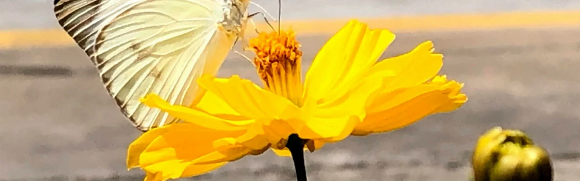 Desert Flora & Fauna: Exploring Kuwait’s Natural Side