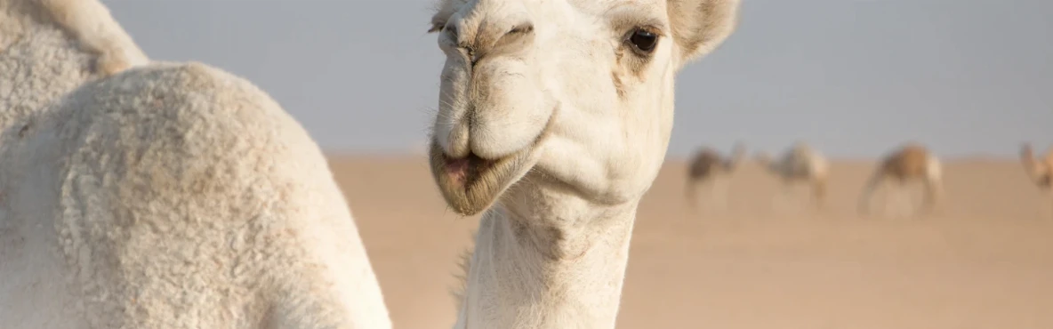 From Camels to Falcons: Traditional Wildlife Encounters in Kuwait