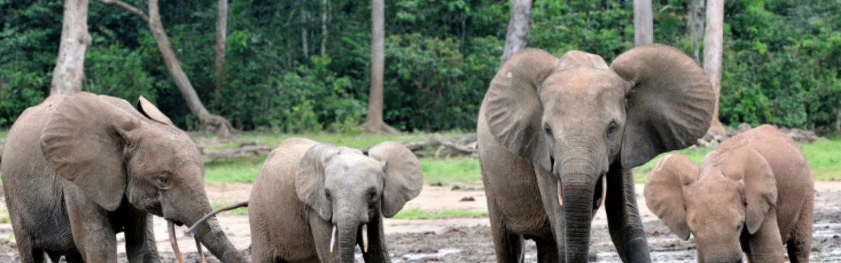 Jijamata Udyan (Rani Baug): Mumbai’s Historic Zoo & Botanical Garden