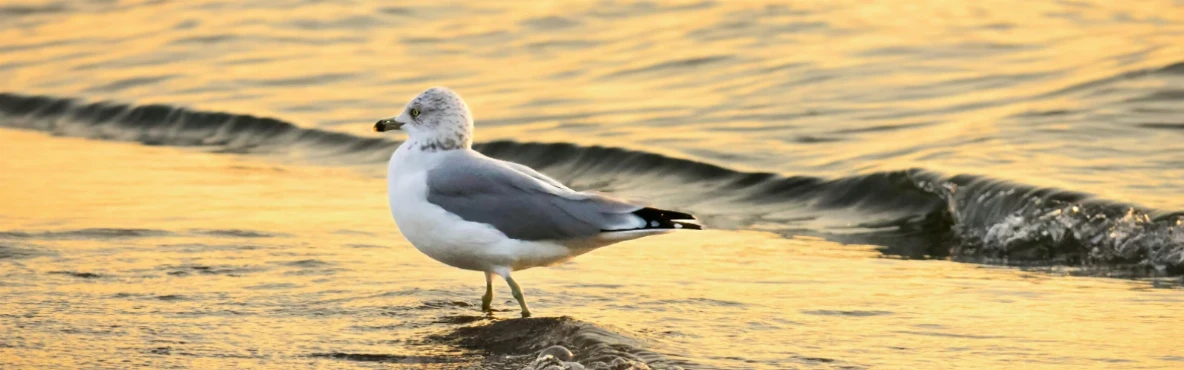 Nature Lovers’ Guide: Wildlife Reserves & Green Escapes in Kuwait
