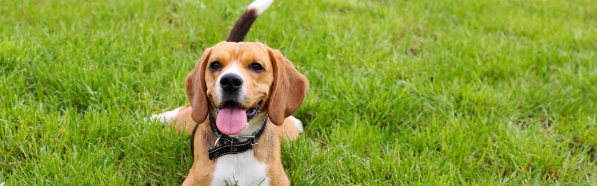 Pet-Friendly Cafés and Parks in Kuwait