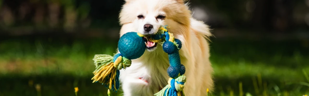 Pet-Friendly Vienna: Cafés and Parks for Your Dog