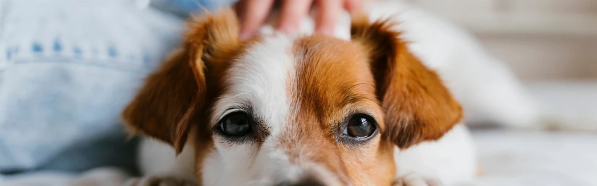 Pet Shows and Animal Events in Mumbai