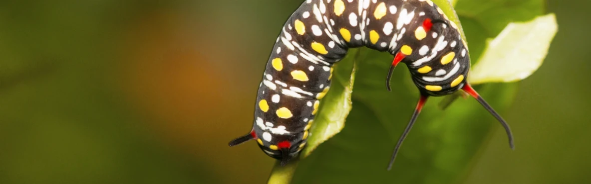 Wildlife and Nature Trails to Explore in Sanjay Gandhi National Park