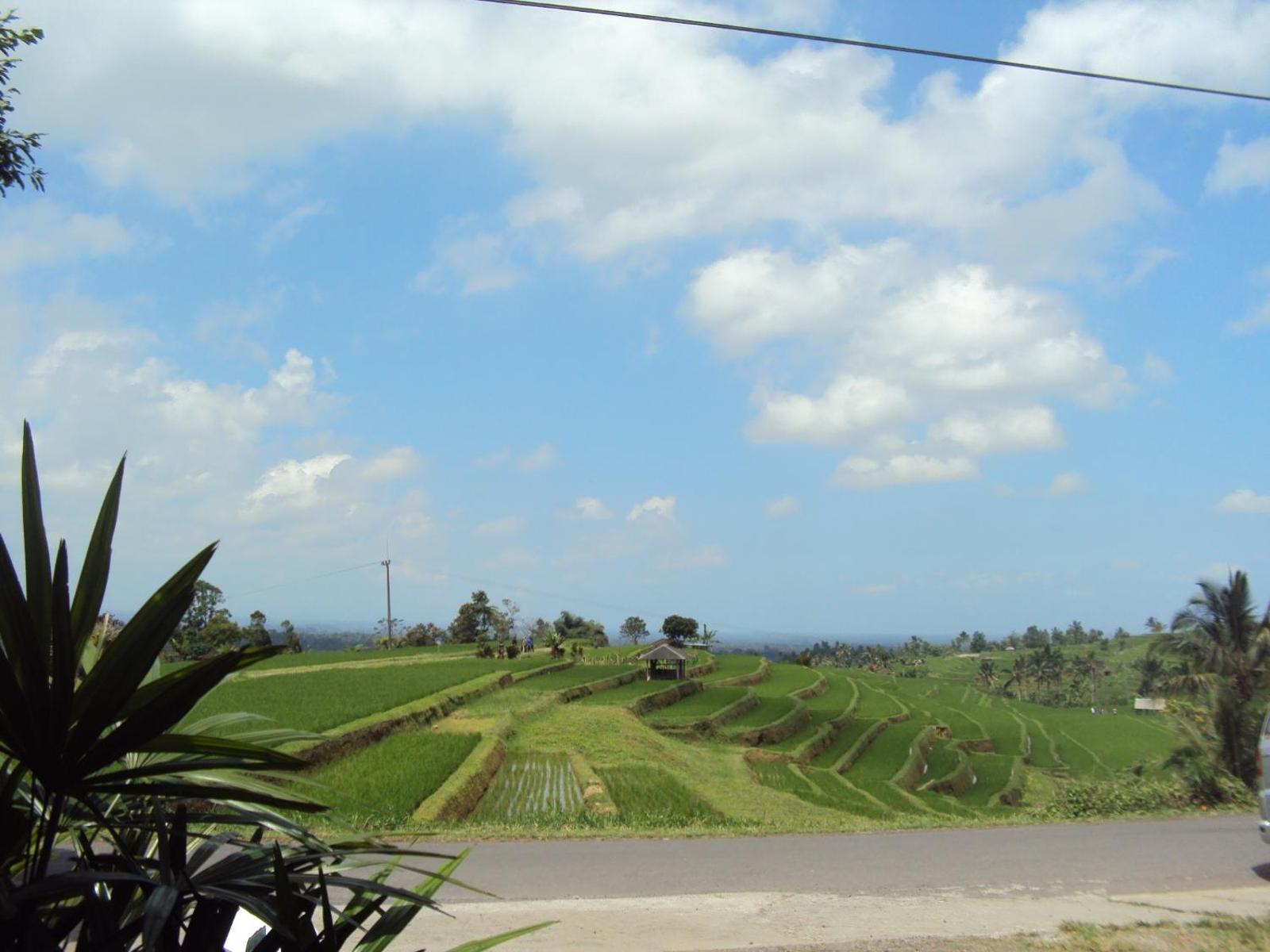 Teras Subak Jatiluwih